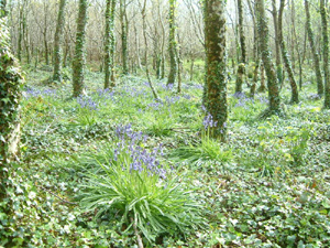 bluebell wood - Glensallagh, Ballydehob, Ireland