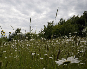 wildflower meadows