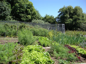 Organic Vegatable garden